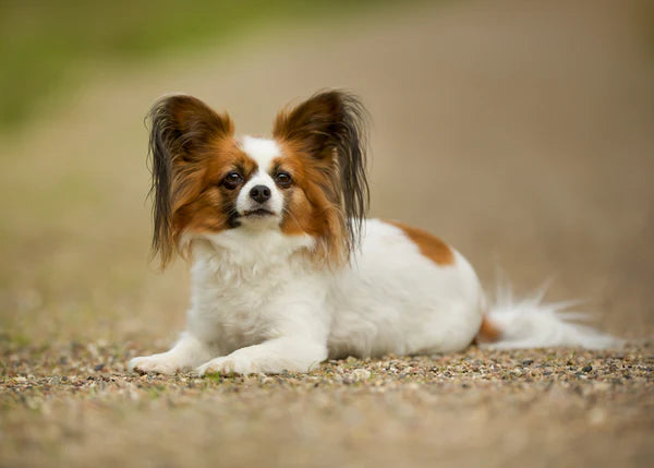 papillon dog