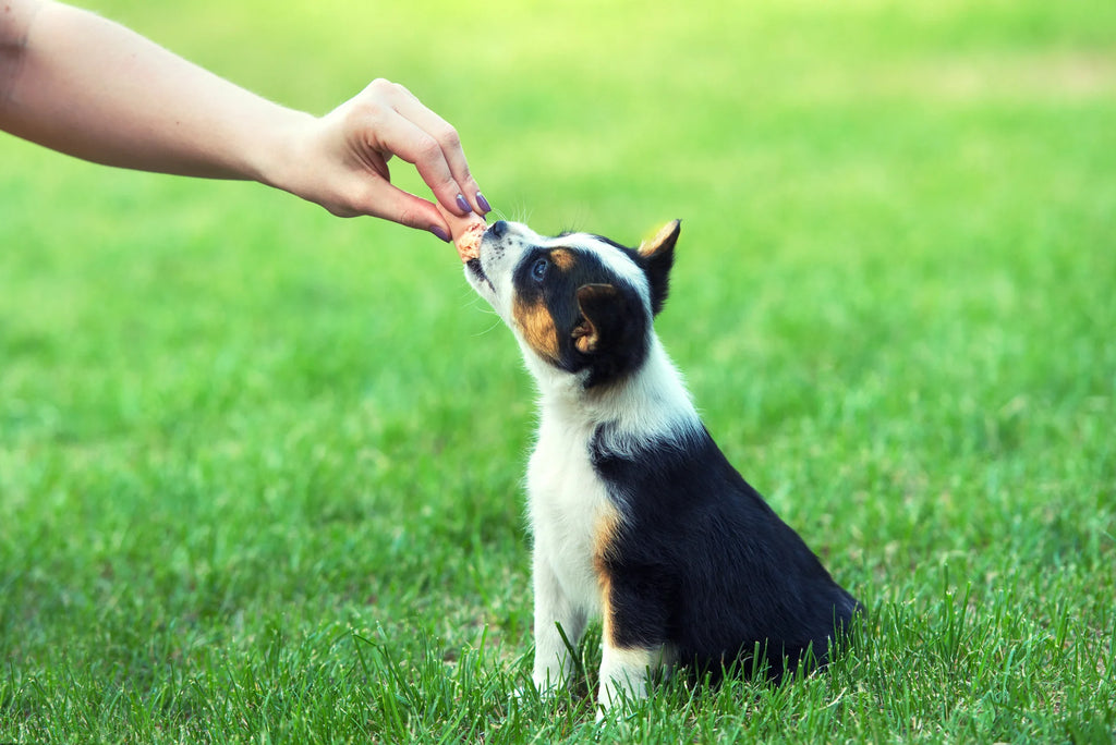 owner feeding the dog