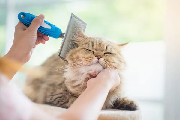 Owner brushing cat's coat