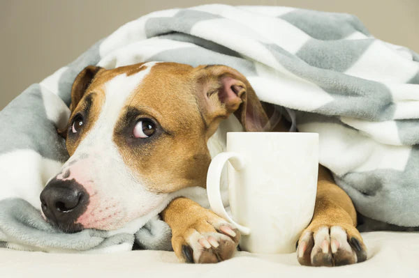 dog under a blanket holding a mug