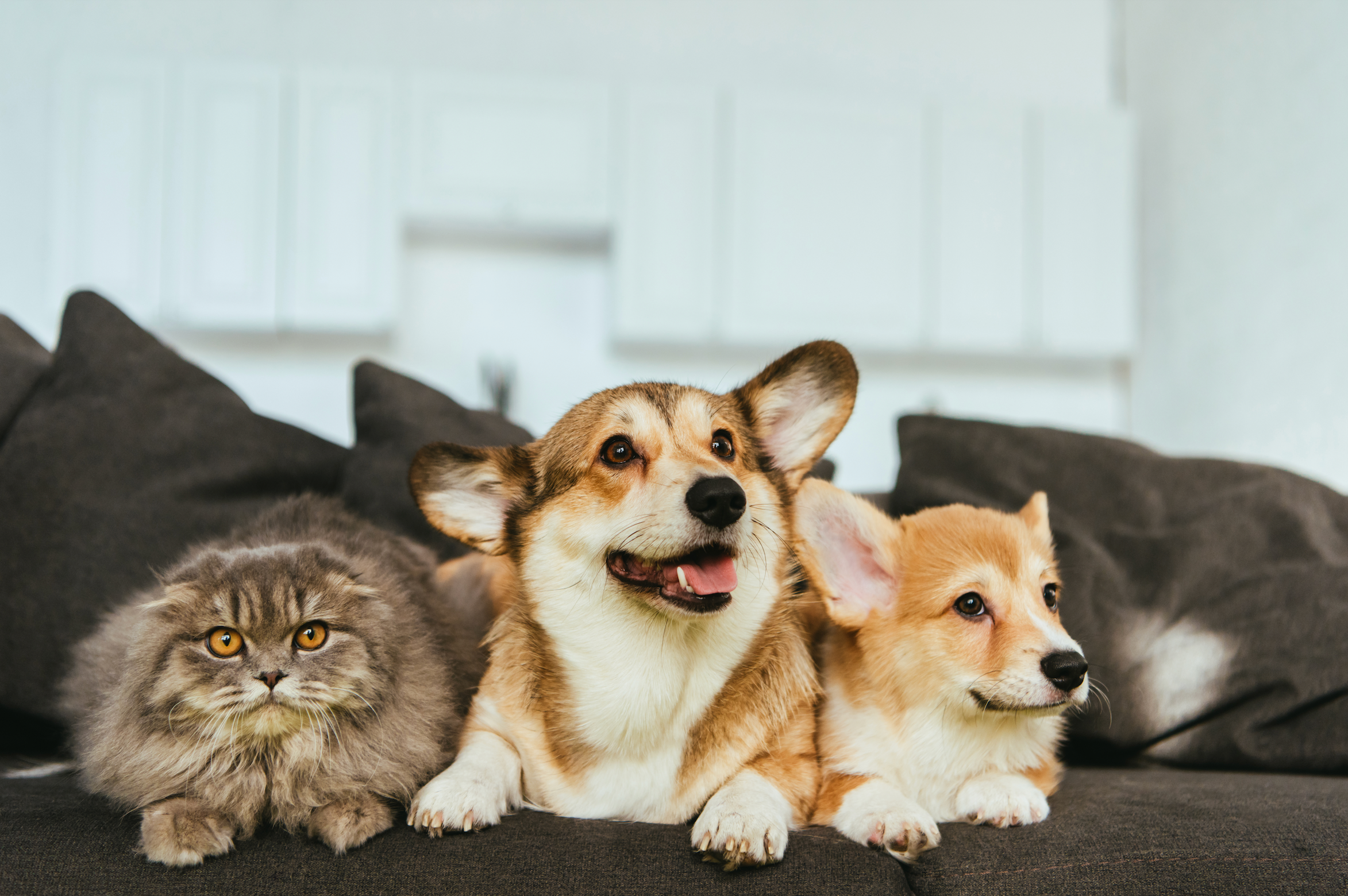 two dogs and cat lying on the couch