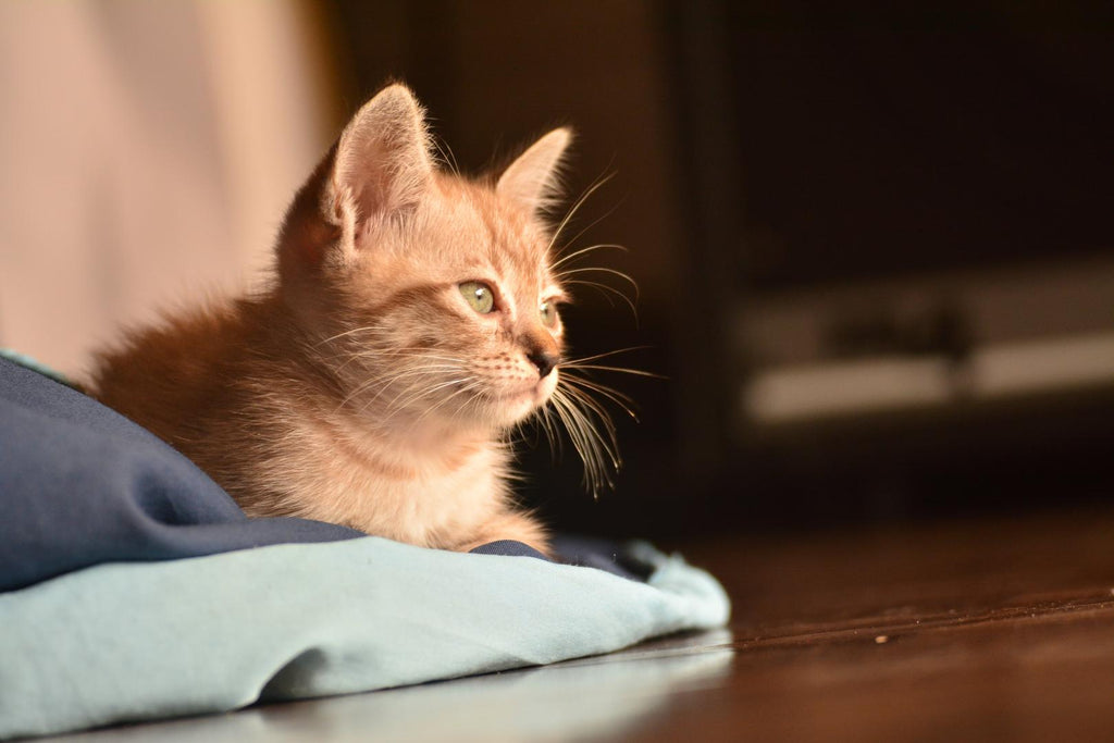 Ginger cat resting on the pillow.