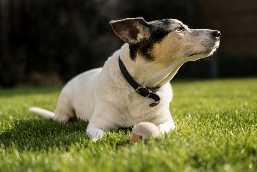 Old dog lying on the grass.