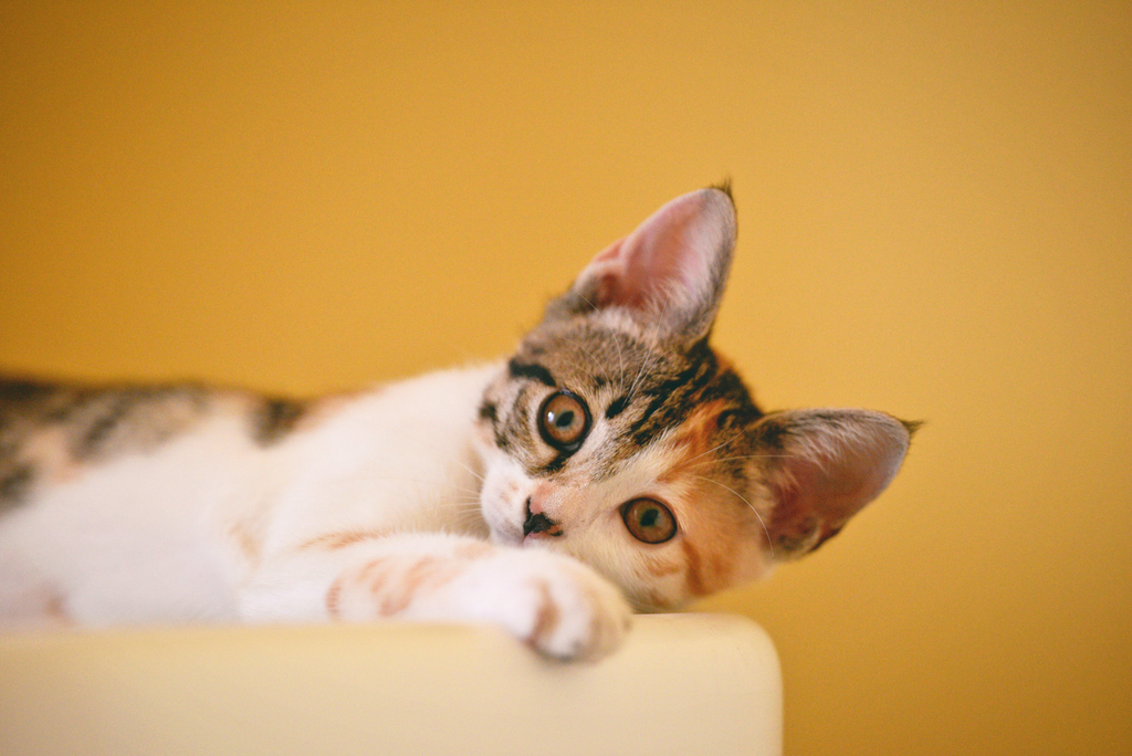 cute cat taking a rest