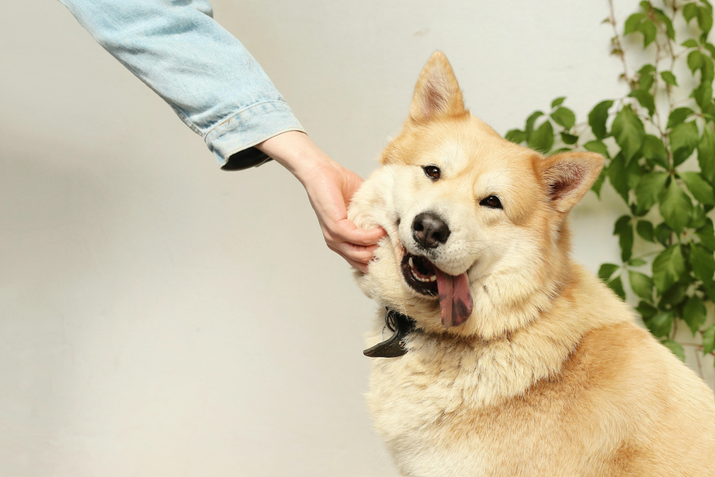 dog owner petting his dog