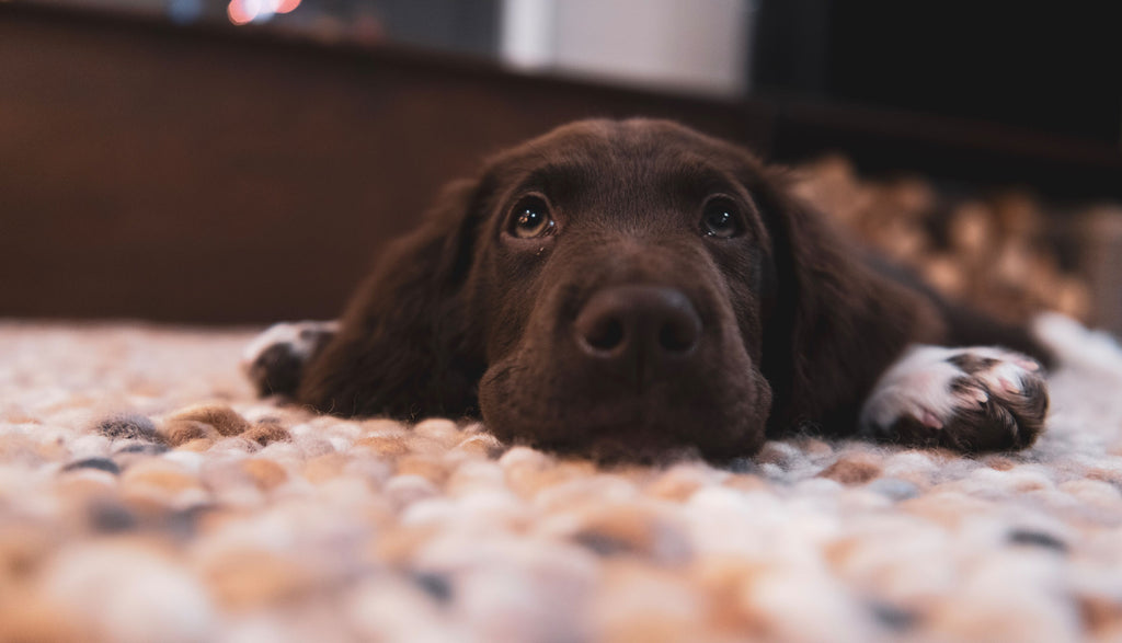 An anxious dog on the floor.