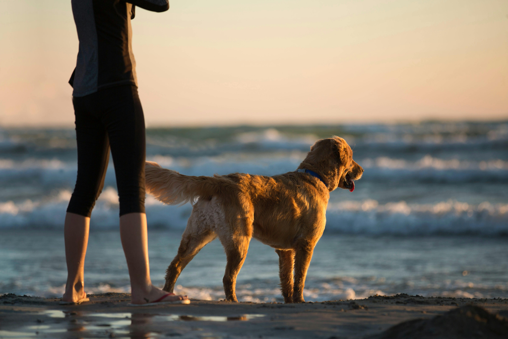 dog and its owner standing by the beach