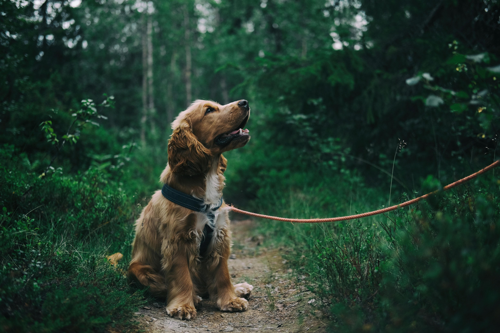 dog on leash in the woods