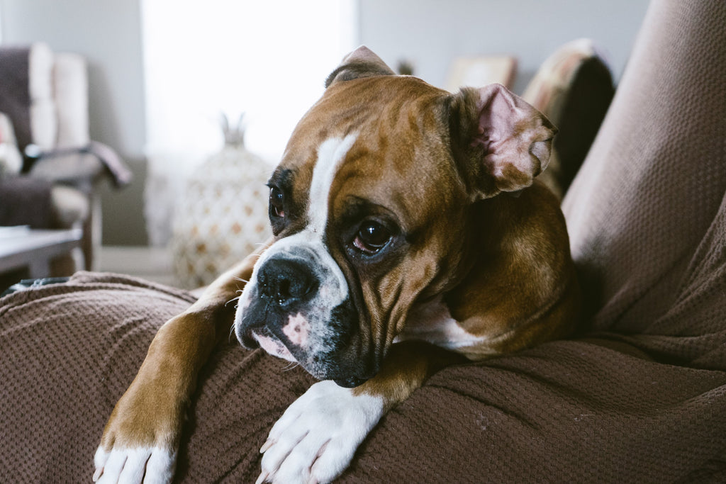 dog with arrythmia lying on the couch