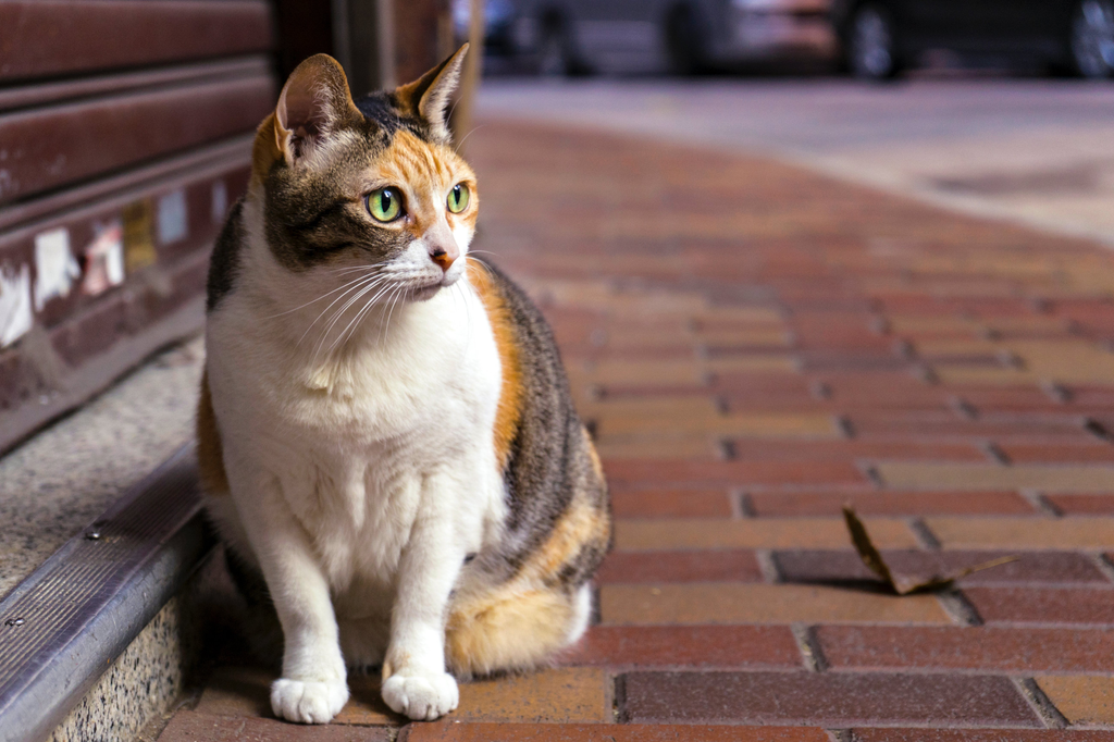 attentive cat sitting outside