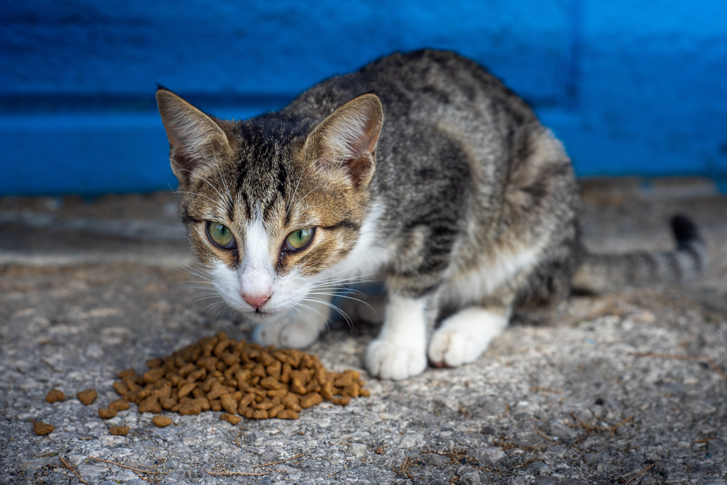 Stray cat eating manufactured food