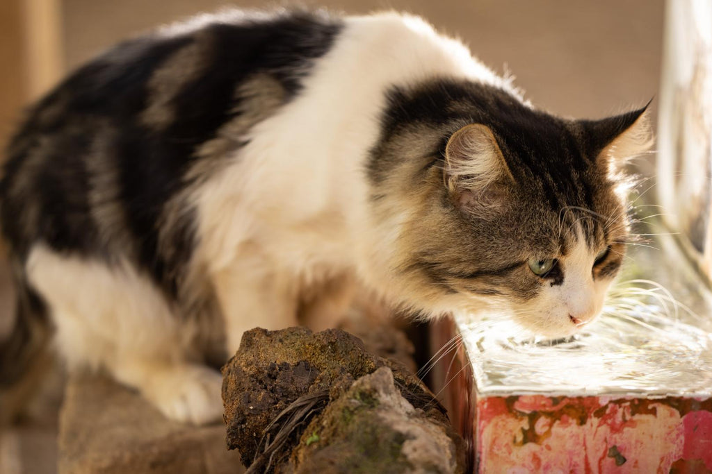 A cat drinking water.