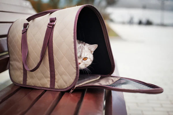 cat in pet carrier