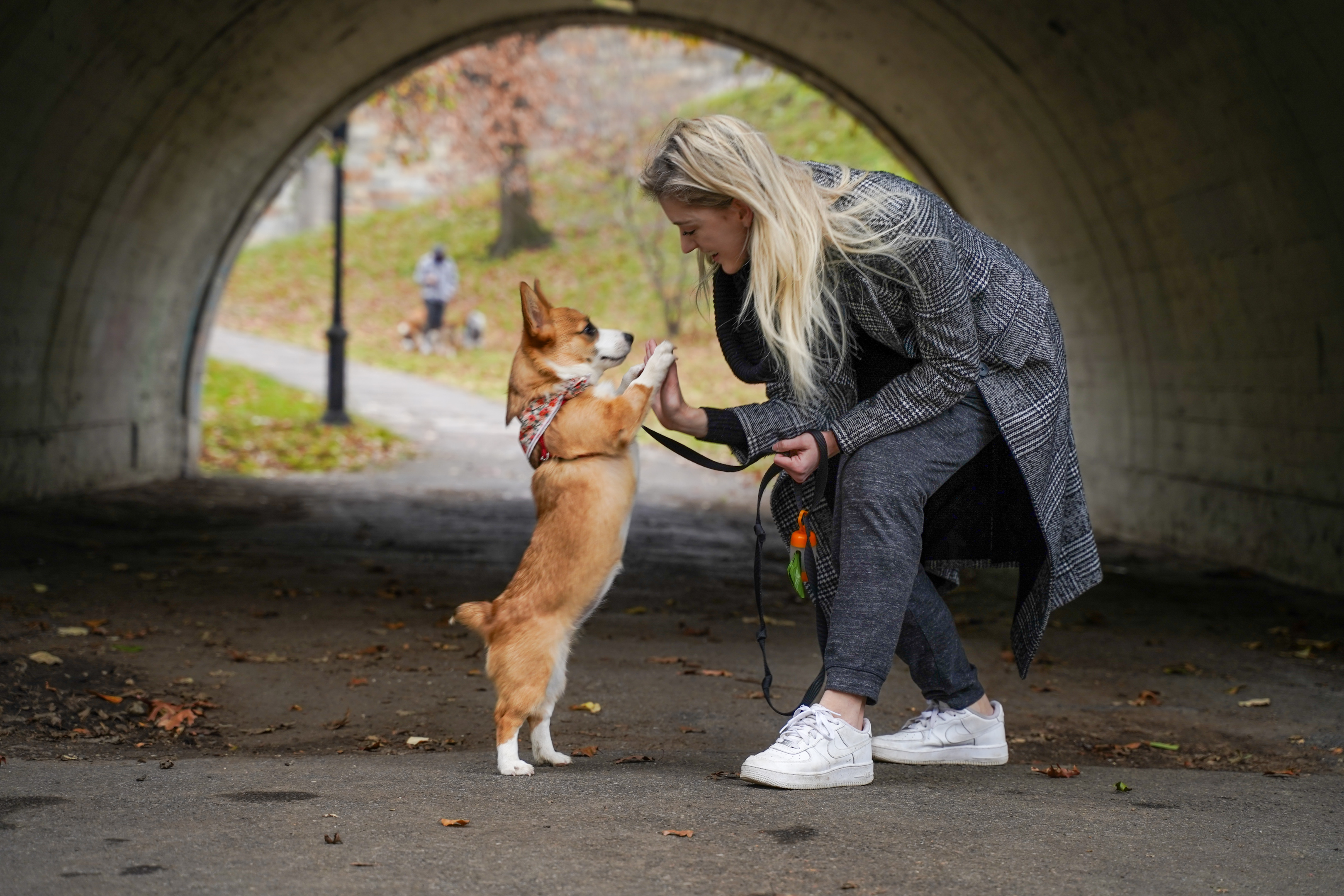 A senior Pembroke Welsh Corgi out on a walk.