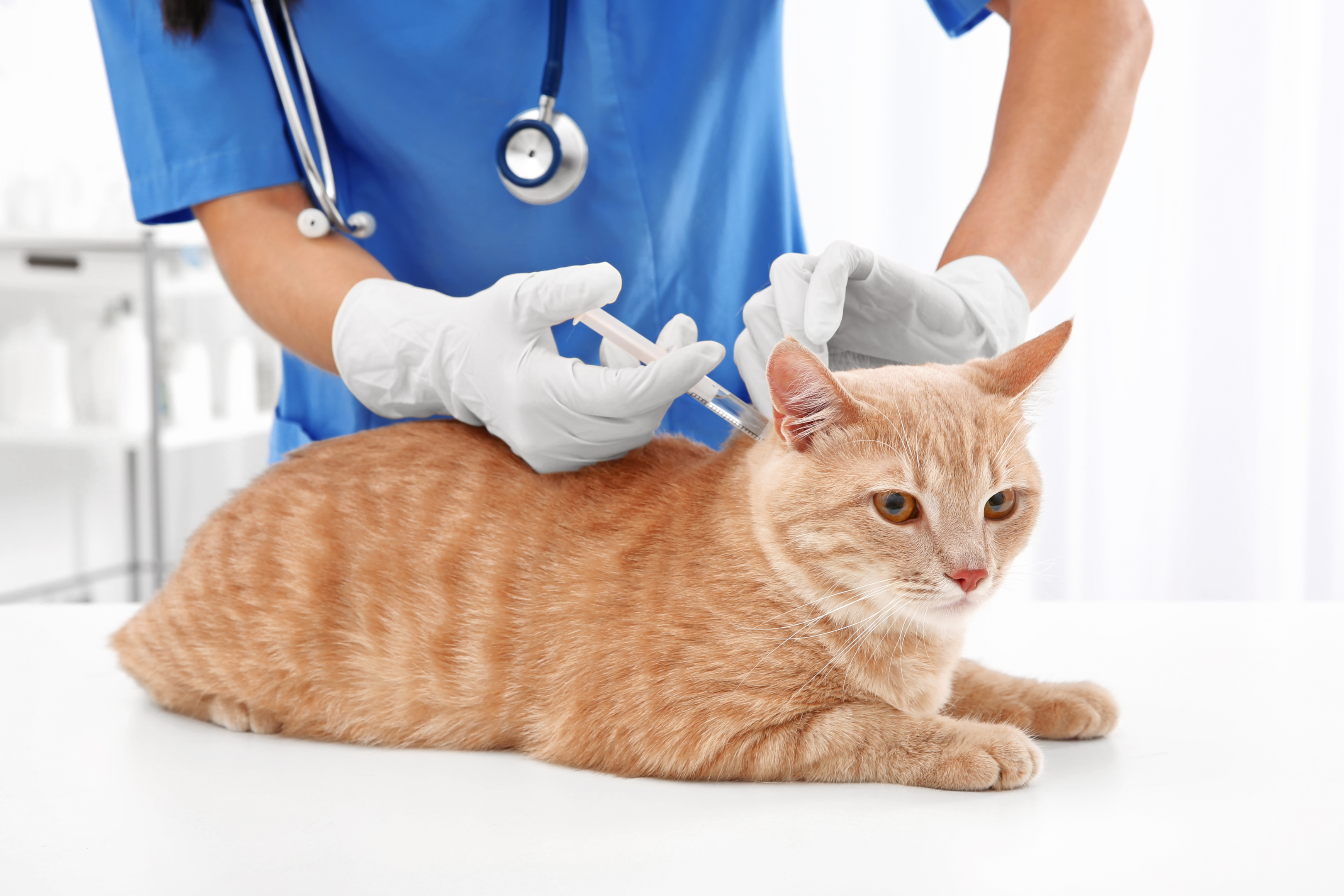 veterinarian injecting a cat