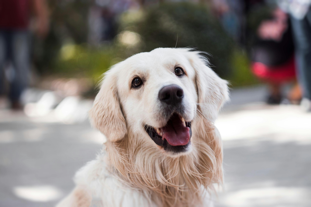 happy looking dog