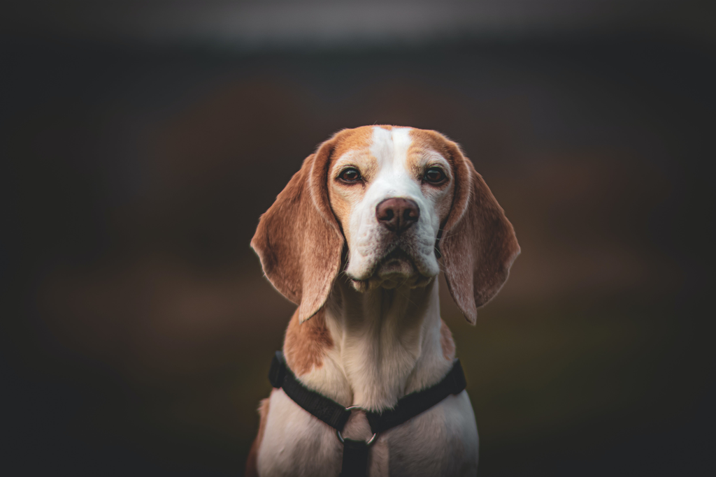 Senior Beagle having a break.