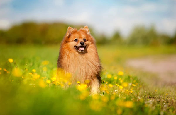 Pomeranian