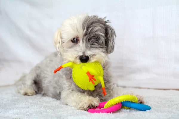 cute dog biting his toy