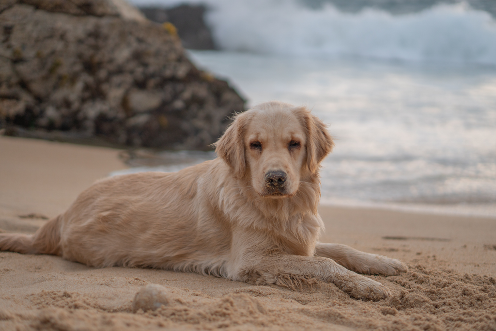 Senior Golden Retriever resting on the sand