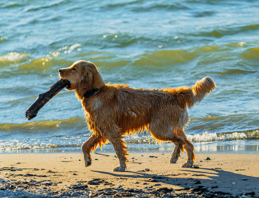 Senior Golden Retriever with a stick