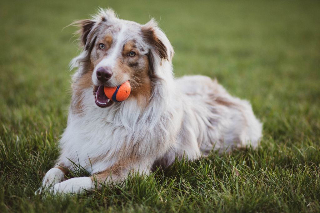 Dog laying on the grass with a ball on his mouth.