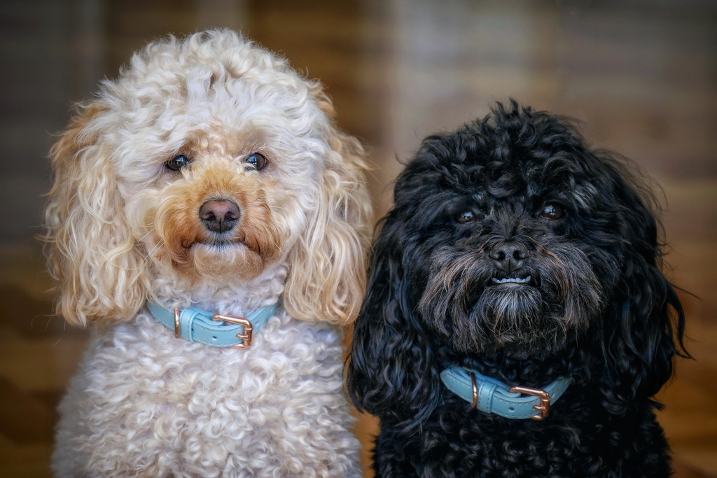 Two senior poodle posing for camera