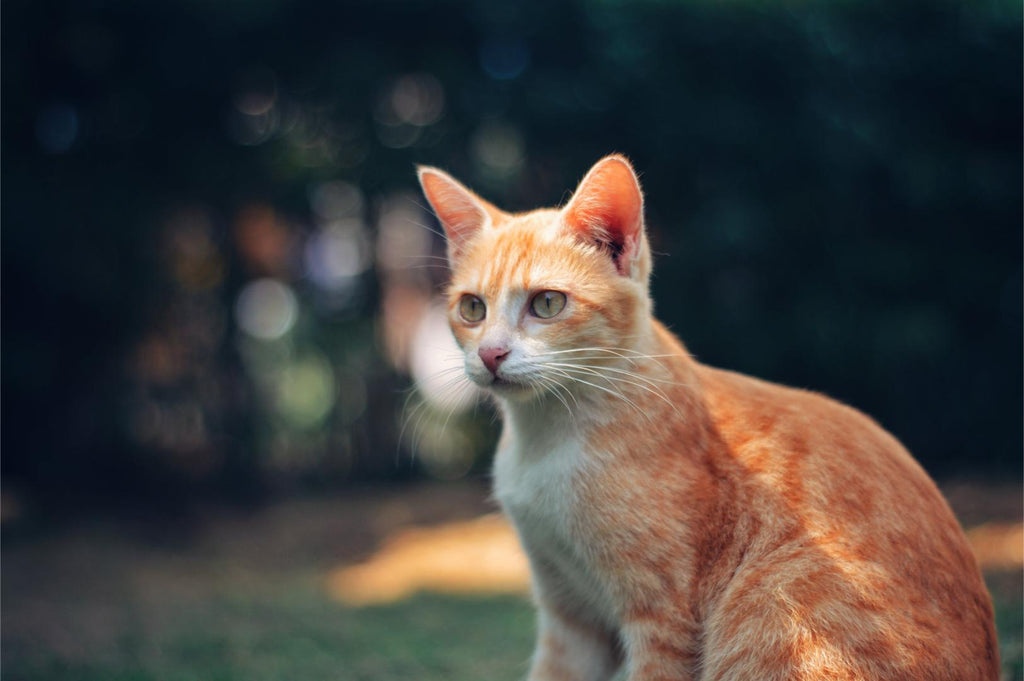 Ginger cat standing outside.