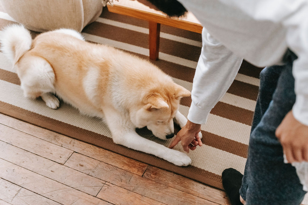 Behavioral dog training or program.