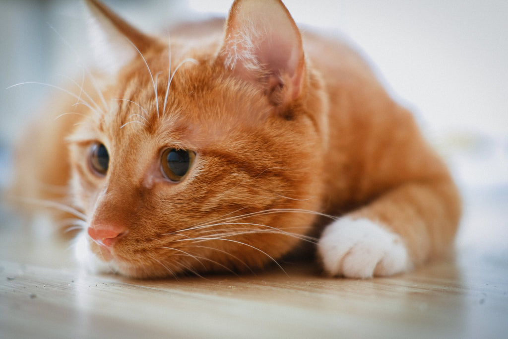 Ginger cat lying on the floor.