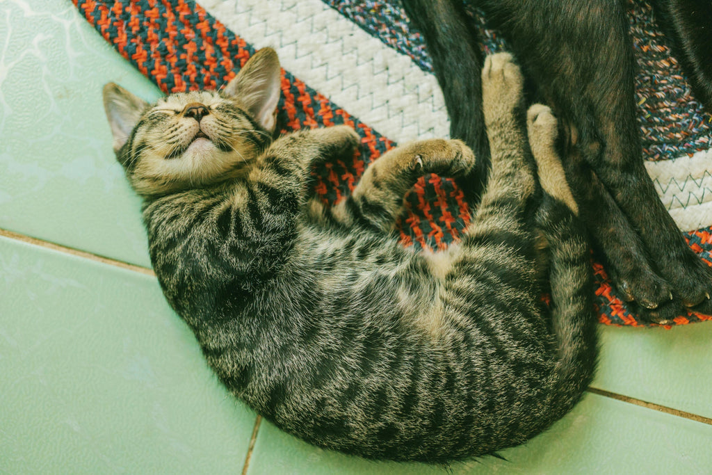 A cat sleeping on the floor.