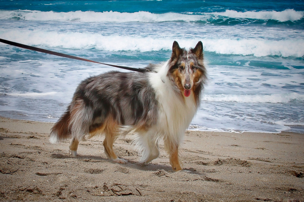 Dog walking at the beach.