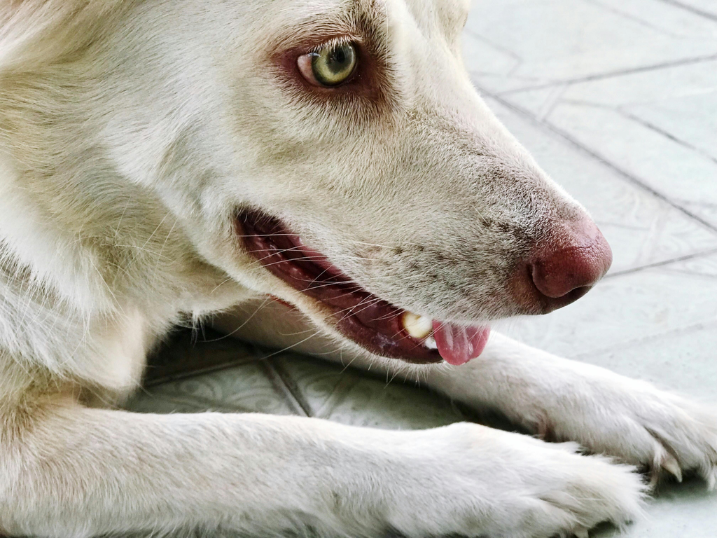 dog taking a rest