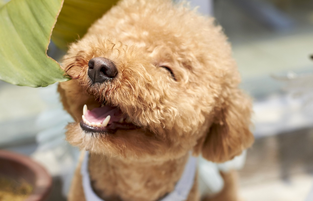 A senior Poodle enjoying mental stimulation.