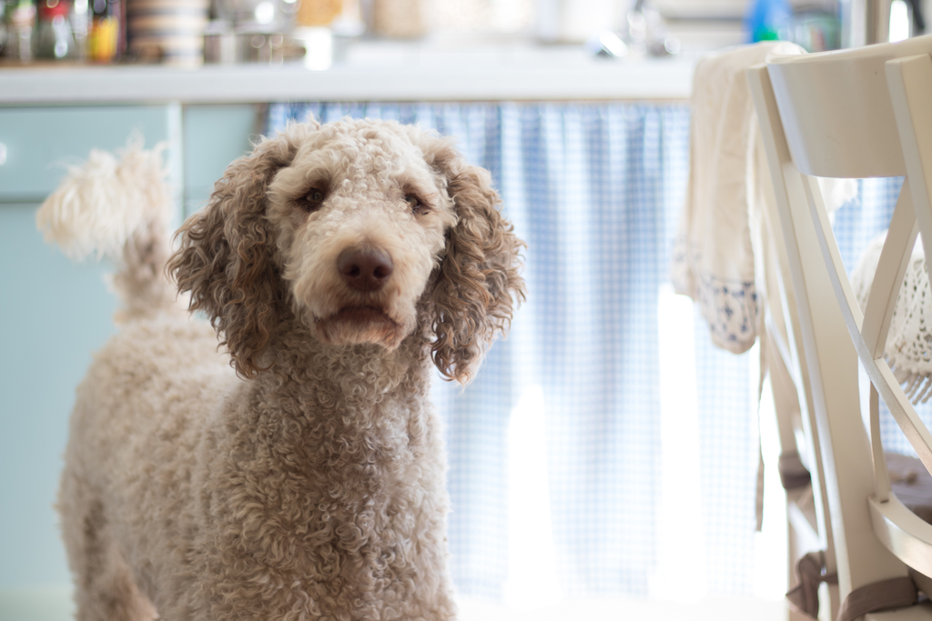 A senior Poodle preparing for a grooming session.