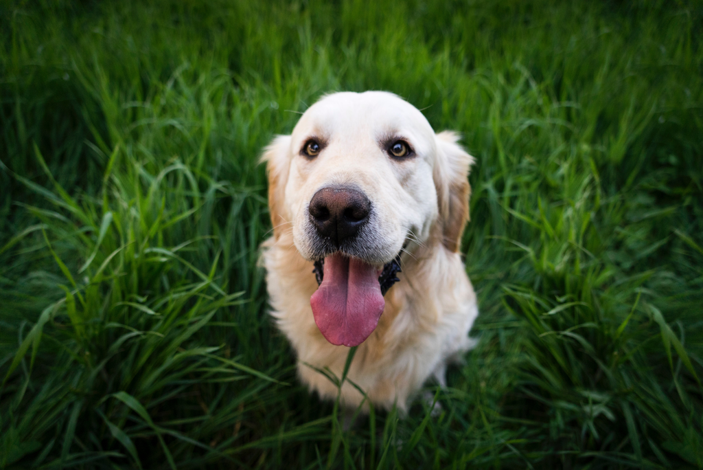 Golden Retriever dog staring at the camera.