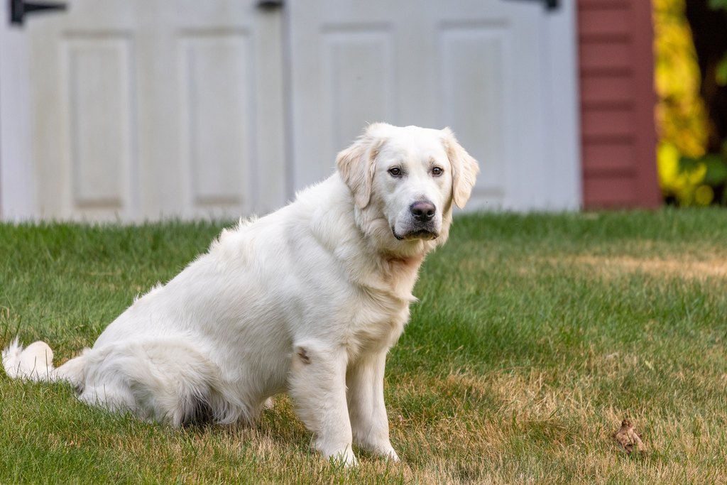 Obese senior Goldie.