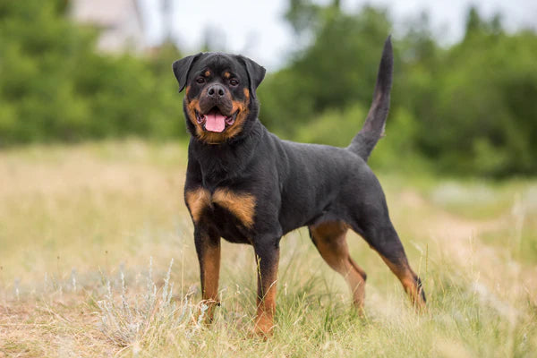 Rottweiler dog