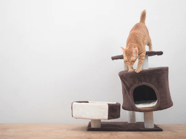 Cat jumping down from cat tree