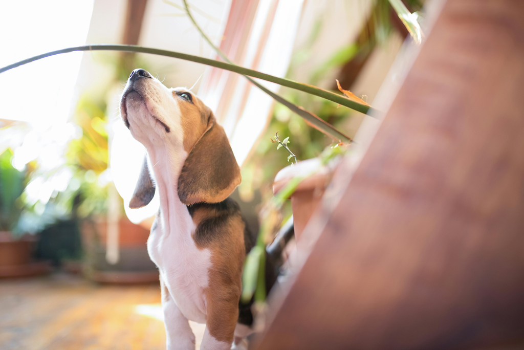 Cute beagle taking a break.