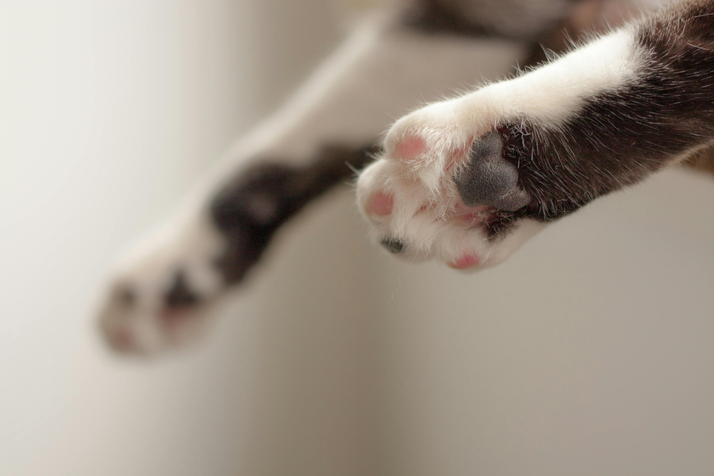 cat paws