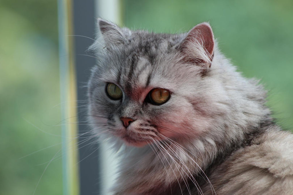 A gray persian cat.
