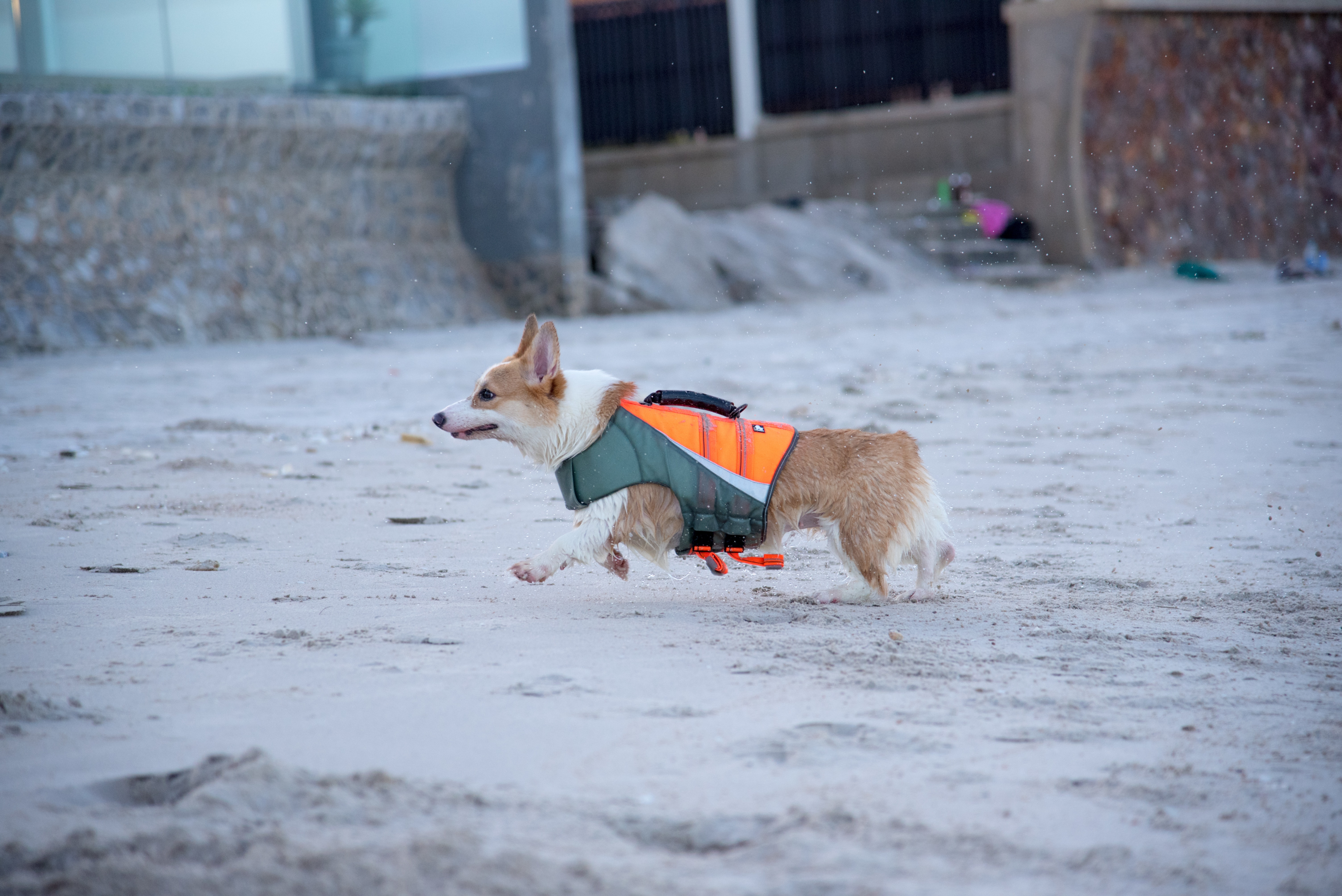 A senior Pembroke Welsh Corgi playing on the beach.