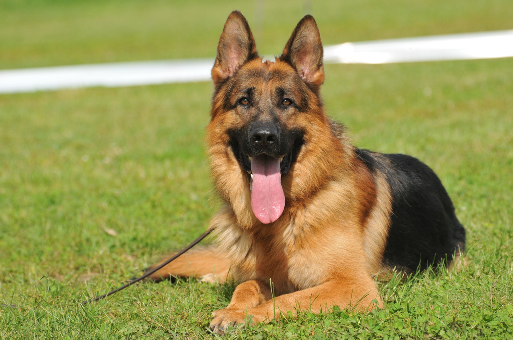 German Shepherd dog Lying down