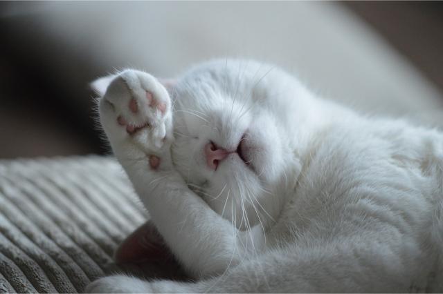 White cat sleeping.