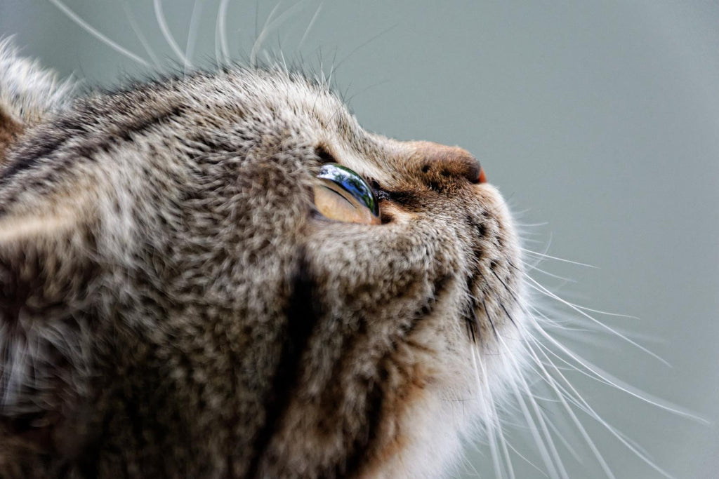 Tabby cat looking up.