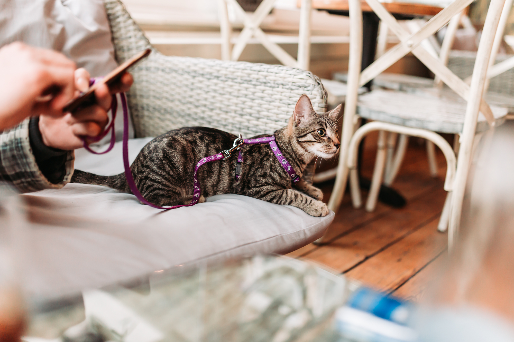 cat on a leash