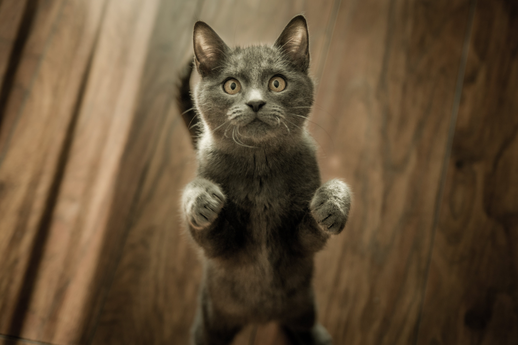 cat standing on its two feet