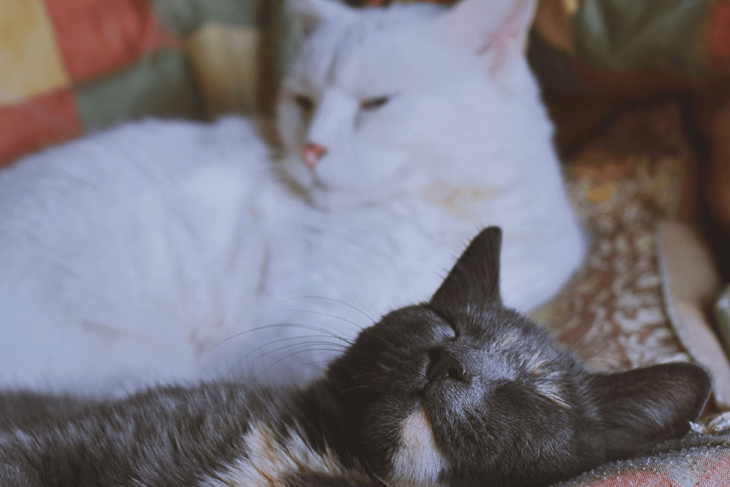 Two cats lying in bed.