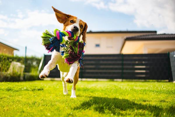 happy beagle dog playing fetch